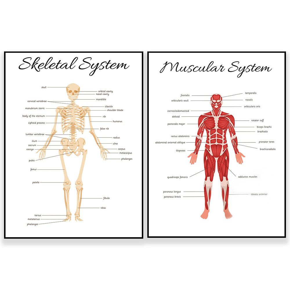 SISTEMA SKELETAL • Póster educ - Kids Education System reseña y precio